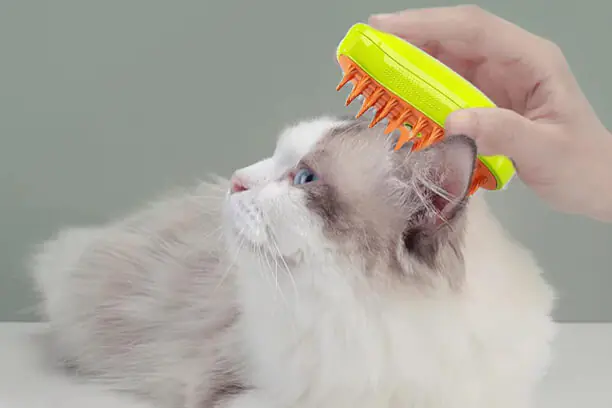 PET 2025010210132750